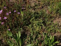 Erodium cicutarium 58, Reigersbek, Saxifraga-Hans Boll