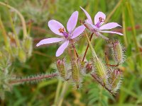 Erodium cicutarium ssp cicutarium 36, Gewone reigersbek, Saxifraga-Peter Meininger