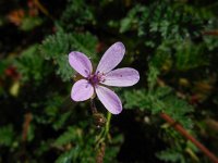 Erodium cicutarium ssp cicutarium 37, Gewone reigersbek, Saxifraga-Ed Stikvoort