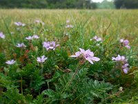 Erodium cicutarium ssp cicutarium 38, Gewone reigersbek, Saxifraga-Ed Stikvoort