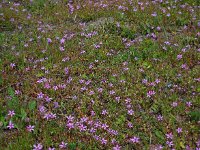 Erodium cicutarium ssp cicutarium 59, Reigersbek, Saxifraga-Ed Stikvoort