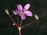 Erodium cicutarium ssp cicutarium 6, Reigersbek, Saxifraga-Jan van der Straaten