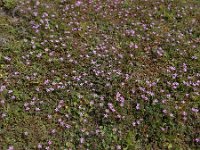 Erodium cicutarium ssp cicutarium 60, Reigersbek, Saxifraga-Ed Stikvoort