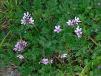 Erodium cicutarium ssp cicutarium 61, Reigersbek, Saxifraga-Ed Stikvoort