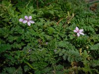 Erodium cicutarium ssp cicutarium 62, Reigersbek, Saxifraga-Ed Stikvoort