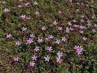 Erodium cicutarium ssp cicutarium 63, Reigersbek, Saxifraga-Ed Stikvoort