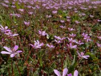 Erodium cicutarium ssp cicutarium 64, Reigersbek, Saxifraga-Ed Stikvoort