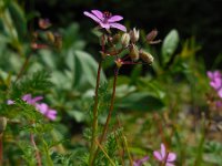 Erodium cicutarium ssp cicutarium 65, Reigersbek, Saxifraga-Ed Stikvoort