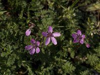 Erodium cicutarium ssp cicutarium 7, Reigersbek, SaxifragaJan van der Straaten