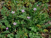 Erodium cicutarium ssp dunense 14, Duinreigersbek, Saxifraga-Willem van Kruijsbergen