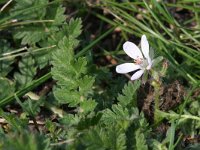 Erodium cicutarium ssp dunense 45, Duinreigersbek, Saxifraga-Rutger Barendse