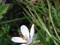 Erodium cicutarium ssp dunense 46, Duinreigersbek, Saxifraga-Rutger Barendse