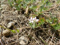 Erodium cicutarium ssp dunense 47, Duinreigersbek, Saxifraga-Rutger Barendse