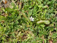 Erodium cicutarium ssp dunense 48, Duinreigersbek, Saxifraga-Rutger Barendse