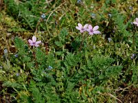 Erodium cicutarium ssp dunense 8, Duinreigersbek, Saxifraga-Willem van Kruijsbergen