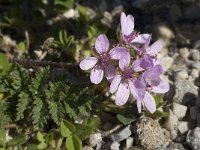 Erodium cicutarium ssp jacquinianum 18, Saxifraga-Jan van der Straaten