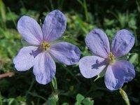 Erodium gruinum 12, Kraanvogelbek, Saxifraga-Ed Stikvoort