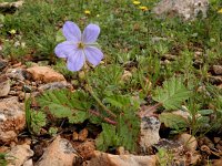 Erodium gruinum 14, Kraanvogelbek, Saxifraga-Ed Stikvoort