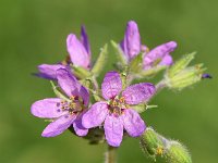 Erodium moschatum 10, Muskusreigersbek, Saxifraga-Sonja Bouwman  923. Muskusreigersbek - Erodium moschatum - Geraniaceae familie (zw)