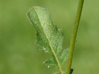 Eruca vesicaria 31, Zwaardherik, Saxifraga-Sonja Bouwman  655. Zwaardherik - Eruca vesicaria - Brassicaceae familie (zw)