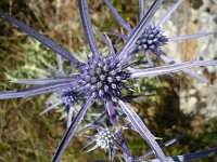 Eryngium amethystinum 4, Saxifraga-Jasenka Topic