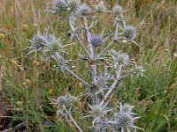 Eryngium billardierei 5, Saxifraga-Ed Stikvoort