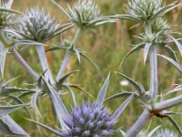 Eryngium billardierei 7, Saxifraga-Ed Stikvoort