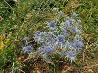 Eryngium billardierei 8, Saxifraga-Ed Stikvoort