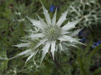 Eryngium bourgatii 4, Saxifraga-Willem van Kruijsbergen