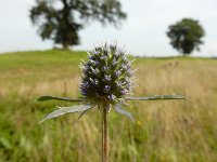 Eryngium planum 21, Saxifraga-Ed Stikvoort