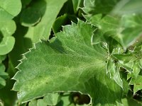 Eryngium planum 23, Saxifraga-Sonja Bouwman  767. Vlakbladige kruisdistel - Eryngium planum - Apiaceae familie (zw)