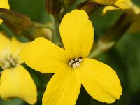 Erysimum cheiri 41, Muurbloem, Saxifraga-Sonja Bouwman