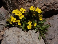 Erysimum gelidum 2, Saxifraga-Ed Stikvoort