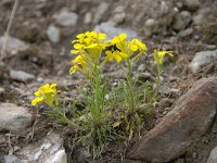 Erysimum ochroleucum 21, Saxifraga-Luuk Vermeer