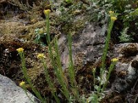 Erysimum virgatum 11, Stijve steenraket, Saxifraga-Ed Stikvoort : Millingerwaard