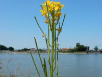 Erysimum virgatum 14, Stijve steenraket, Saxifraga-Ed Stikvoort