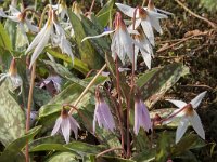 Erythronium dens-canis 10, Hondstand, Saxifraga-Willem van Kruijsbergen