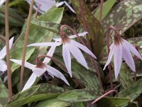 Erythronium dens-canis 11, Hondstand, Saxifraga-Willem van Kruijsbergen