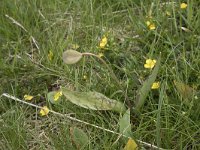 Erythronium dens-canis 13, Hondstand, Saxifraga-Willem van Kruijsbergen