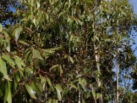 Eucalyptus camaldulensis 2, Saxifraga-Ed Stikvoort