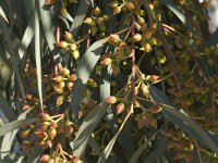 Eucalyptus camaldulensis 3, Saxifraga-Jan van der Straaten