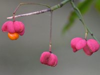 Euonymus europaeus 59, Wilde kardinaalsmuts, Saxifraga-Tom Heijnen