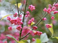 Euonymus europaeus 60, Wilde kardinaalsmuts, Saxifraga-Tom Heijnen