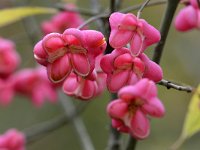 Euonymus europaeus 61, Wilde kardinaalsmuts, Saxifraga-Tom Heijnen