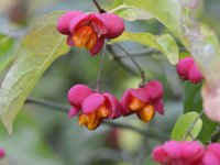 Euonymus europaeus 63, Wilde kardinaalsmuts, Saxifraga-Tom Heijnen