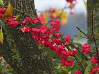 Euonymus europaeus 1, Wilde kardinaalsmuts, Saxifraga-Hans Dekker