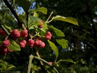 Euonymus europaeus 10, Wilde kardinaalsmuts, Saxifraga-Jan van der Straaten