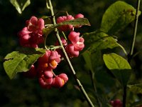 Euonymus europaeus 11, Wilde kardinaalsmuts, Saxifraga-Jan van der Straaten