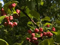 Euonymus europaeus 12, Wilde kardinaalsmuts, Saxifraga-Jan van der Straaten