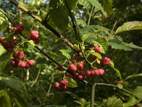 Euonymus europaeus 15, Wilde kardinaalsmuts, Saxifraga-Jan van der Straaten